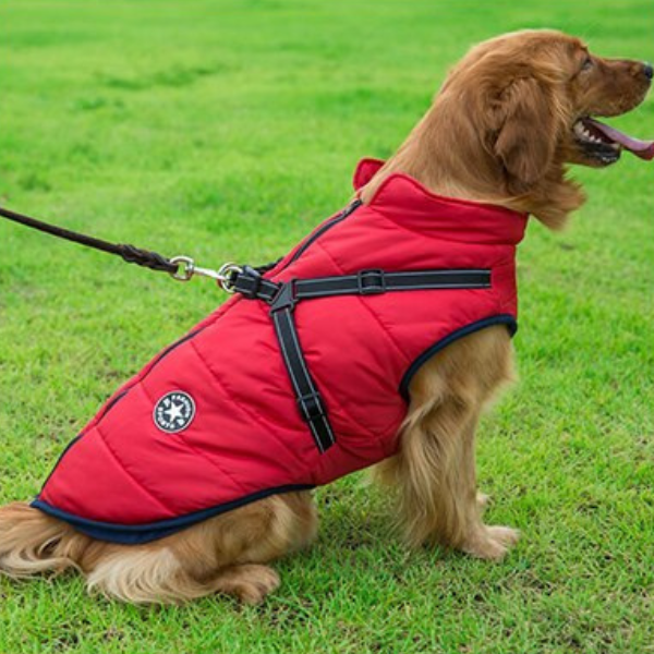Hundjacka Med Huva – Skyddande Husdjursplagg För Utomhusbruk