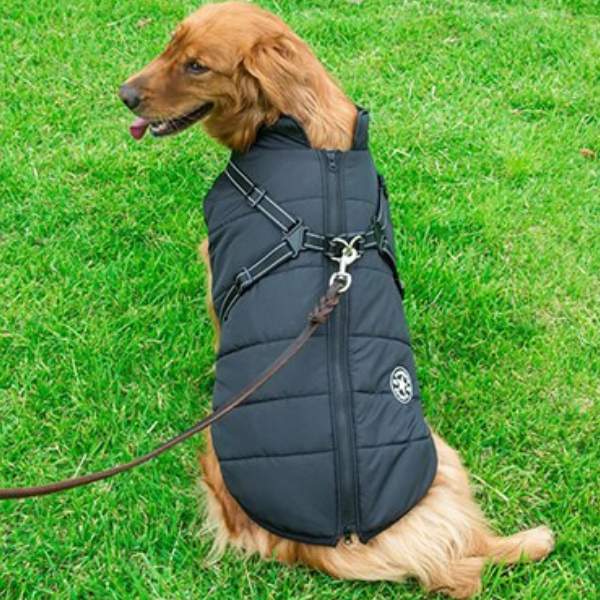 Hundjacka Med Huva – Skyddande Husdjursplagg För Utomhusbruk